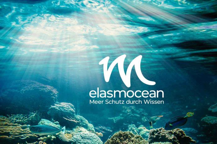 Giornata degli oceani con REMBE® green™ + ElasmOcean e.V.