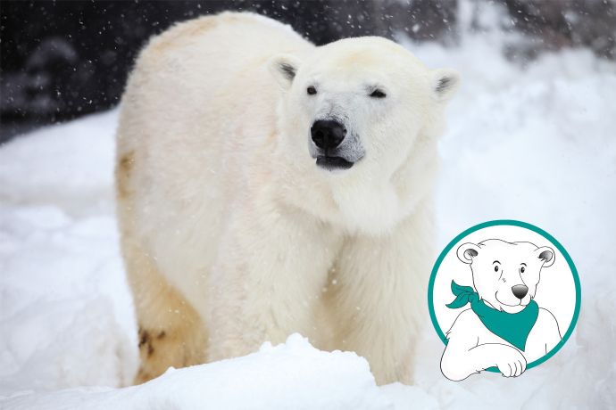 Sponsorizzazione dell'orso polare d'oro